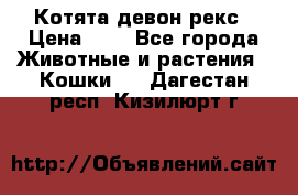 Котята девон рекс › Цена ­ 1 - Все города Животные и растения » Кошки   . Дагестан респ.,Кизилюрт г.